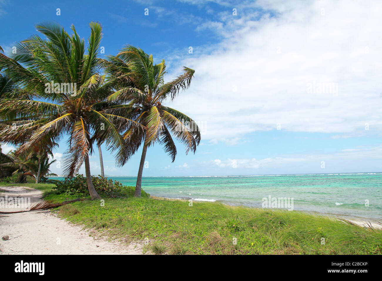 Cocotiers sur la côte de la mer des Caraïbes Banque D'Images