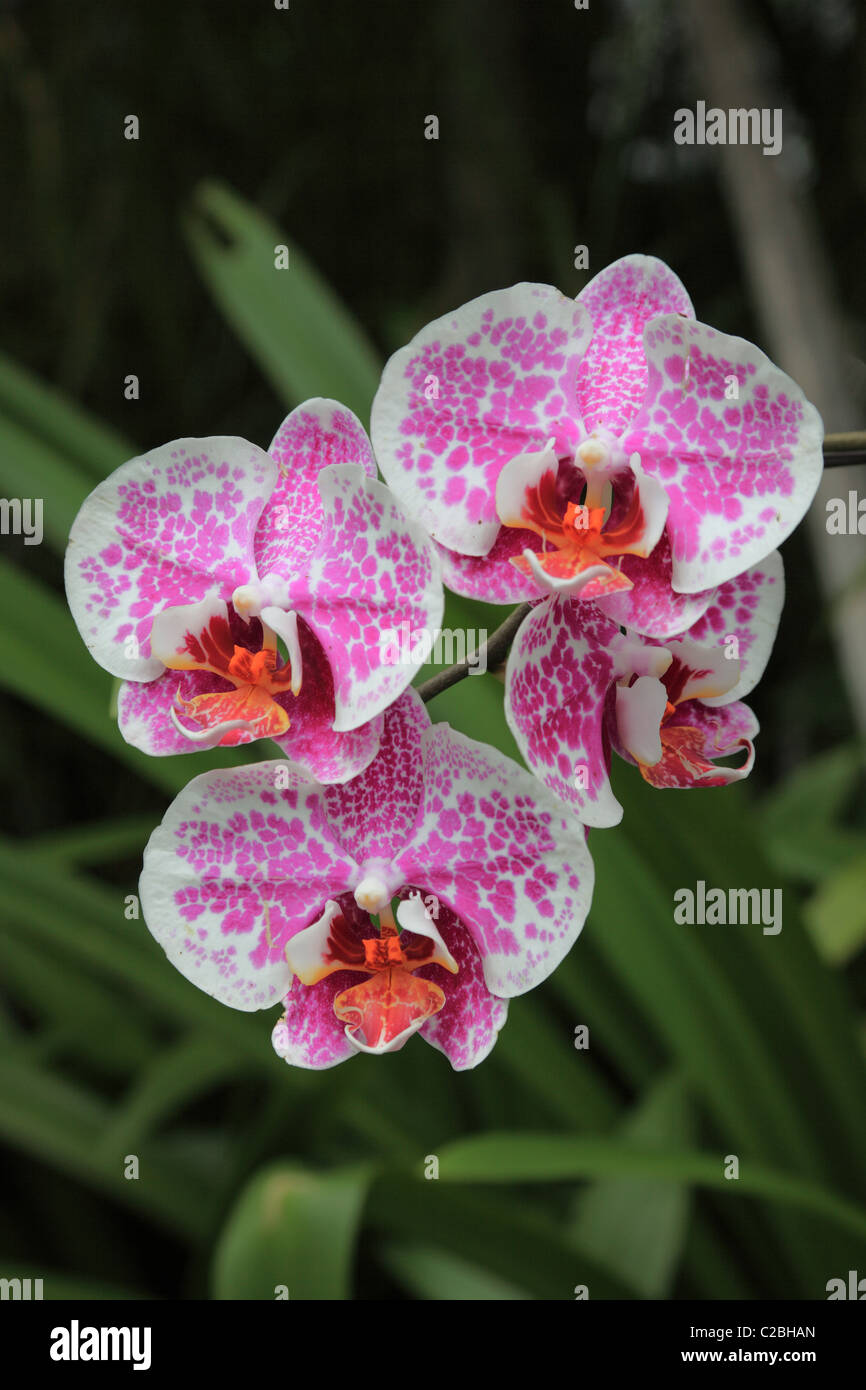 Orchidées, prises en Asie du Sud-Est Banque D'Images