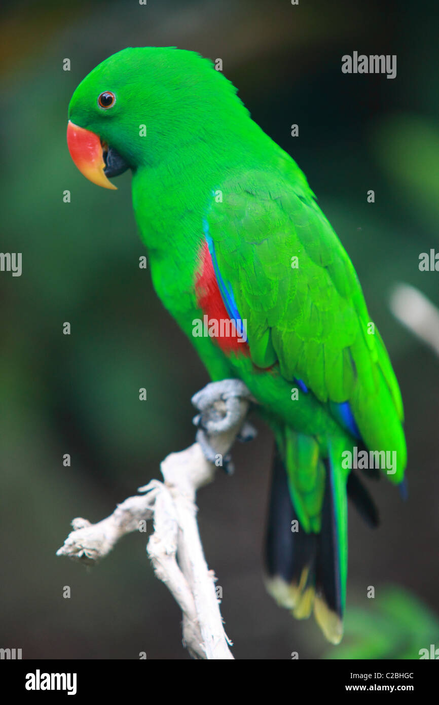 Perroquet vert (Eclectus) Banque D'Images