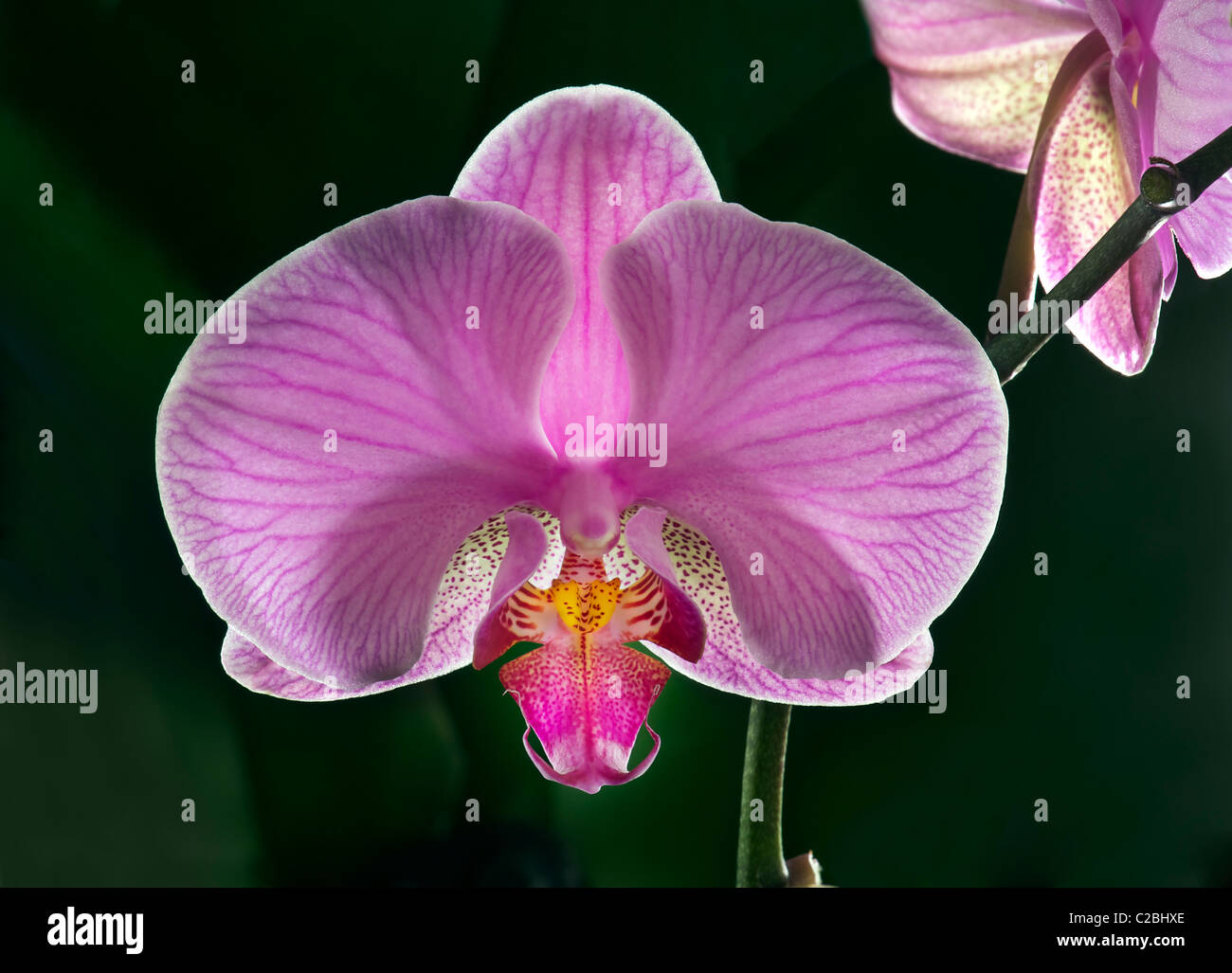 Phalaenopsis rose violet rouge blanc Crème orchidée Phalaenopsis rose tachetée de la direction générale sur noir Banque D'Images