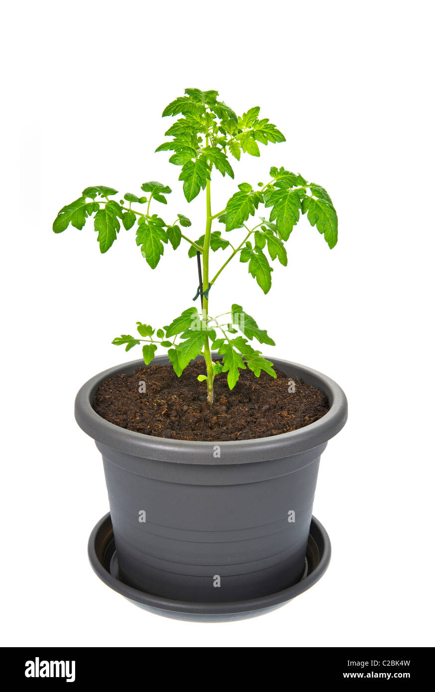 Plant de tomate pot de fleur pot de terre contenant en plastique de plus en plus croître du sol écologiquement vert eco écologiques pour les fleurs d'argile Banque D'Images