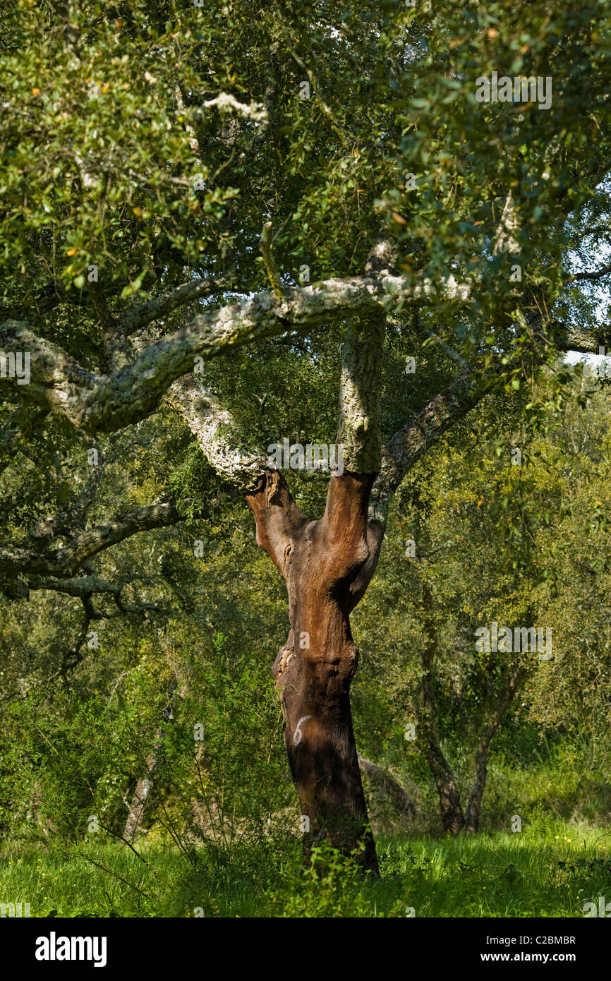 Le liège arbres marqués avec l'année dernière d'écorçage, région de l'Alentejo du Portugal Banque D'Images