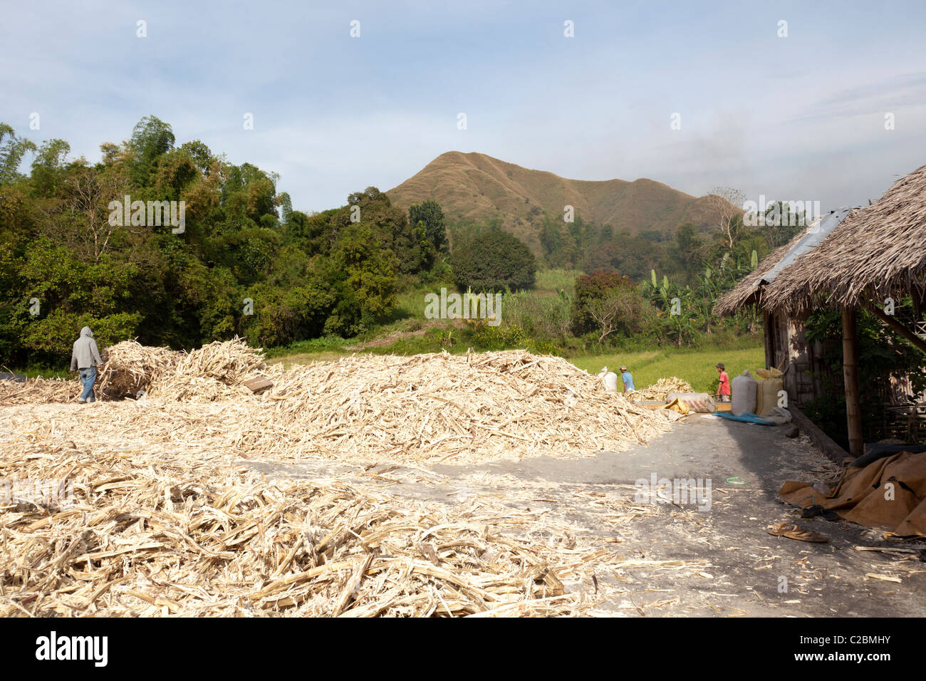 Le séchage de la canne à sucre avant transformation à un moulin à sucre aux Philippines Banque D'Images