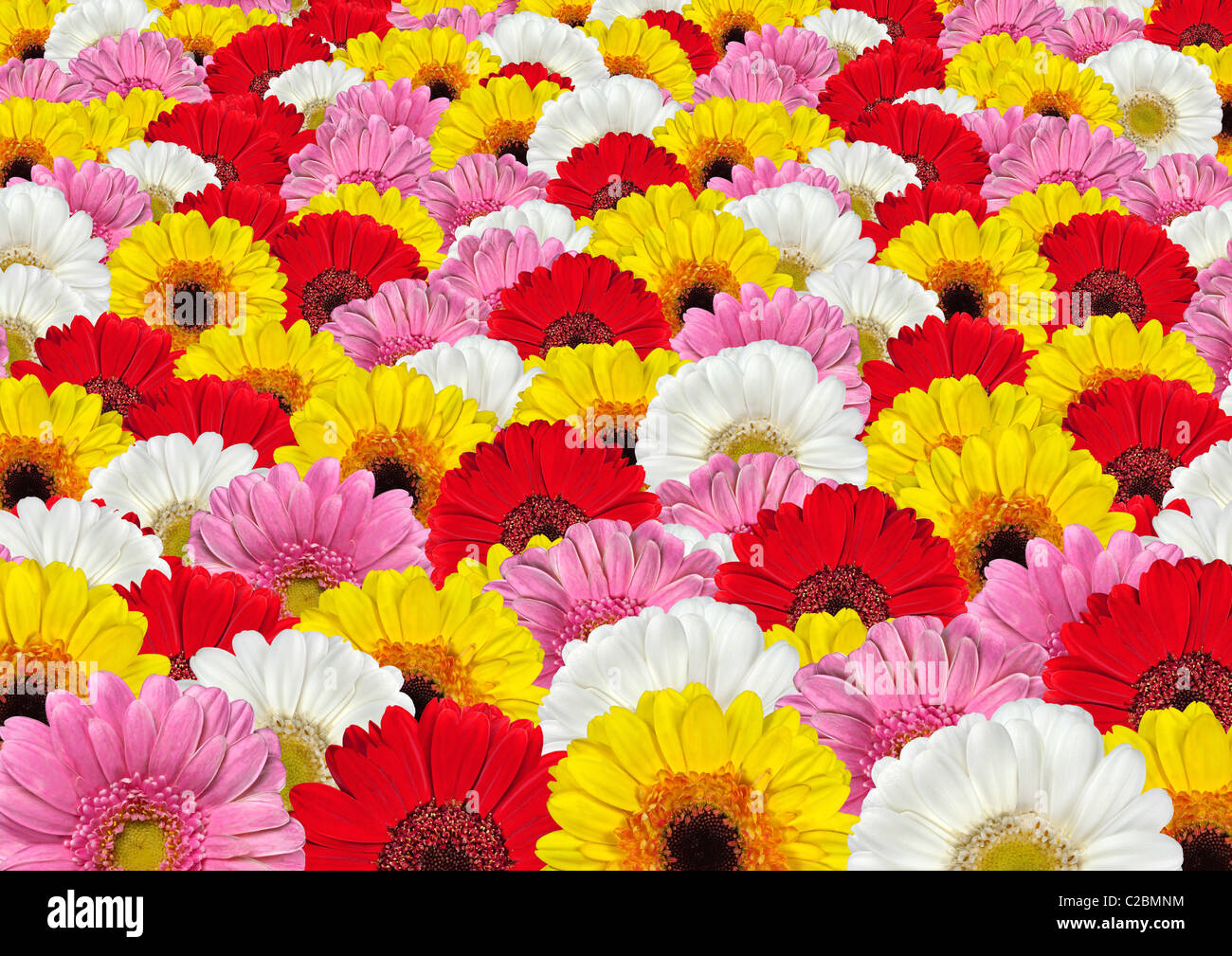 Beaucoup de couleurs blanc, rouge, jaune et rose Gerbera Background Banque D'Images