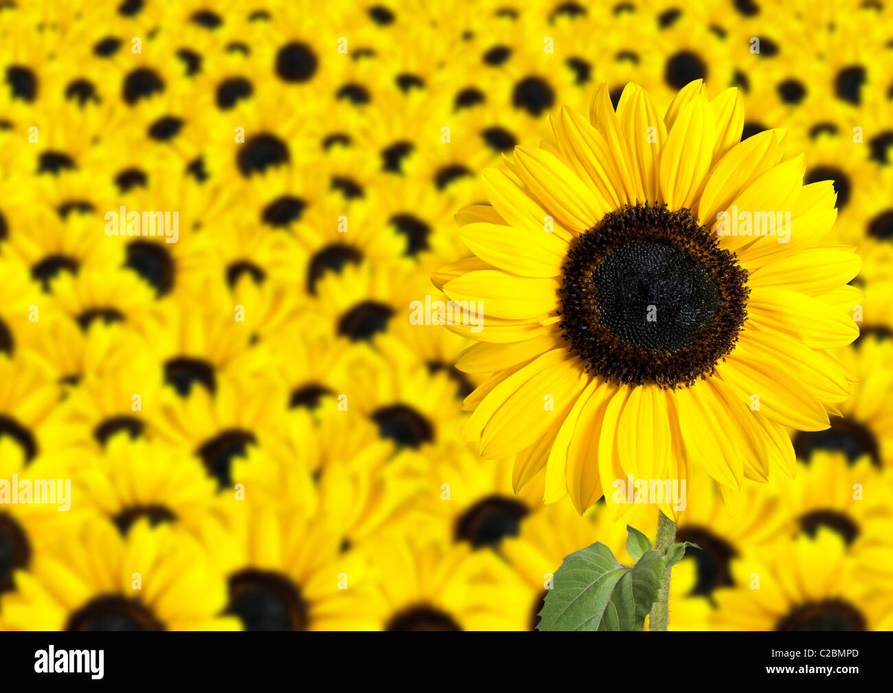 Tournesol fraîche avec beaucoup de soleil fleurs dans l'arrière-plan flou Banque D'Images