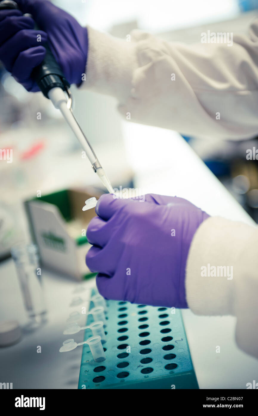 Close up of scientist pipetage mains dans de petits tubes à essai au-dessus de porter des gants en latex violet rack dans science lab Banque D'Images