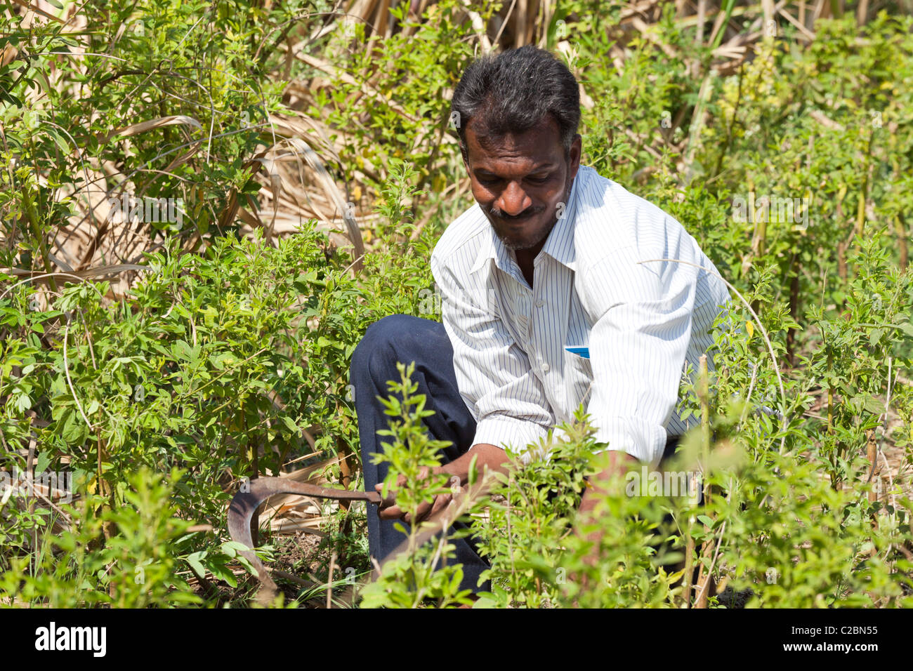 Un agriculteur Indien travaillant dans son domaine. Valsang Maharashtra Inde Banque D'Images