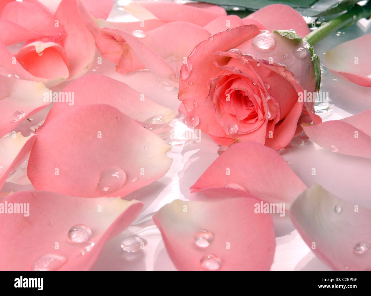 Roses dans l’eau Banque D'Images