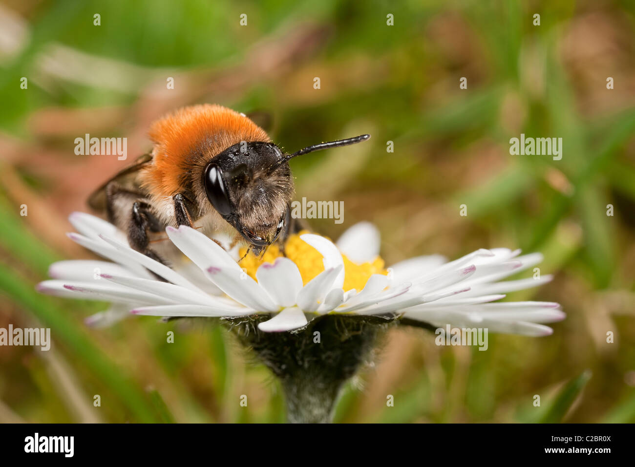 Un tawny mining bee se nourrissent d'une fleur marguerite Banque D'Images