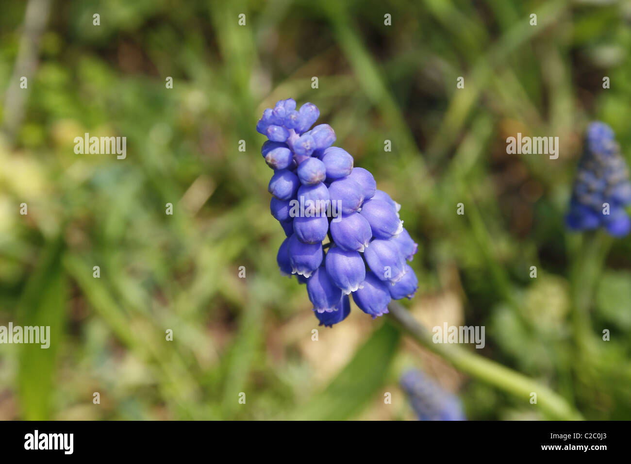 Grape hyacinth sur terrain en WORKSOP, NOTTS, Muscari armeniacum Angleterre Banque D'Images