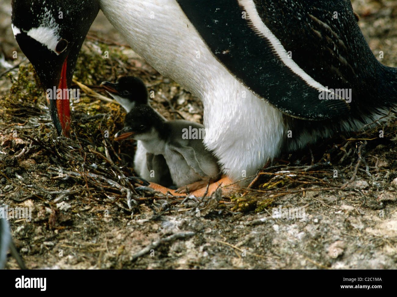 Pingouins Iles Falkland Banque D'Images
