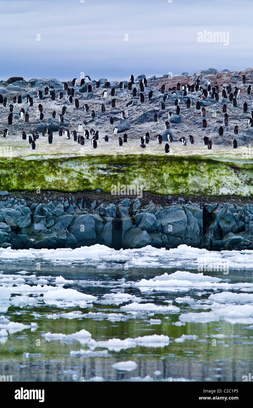 Adelie pingouins sur une île couverte de neige vert Algues, cryoalgae. Banque D'Images