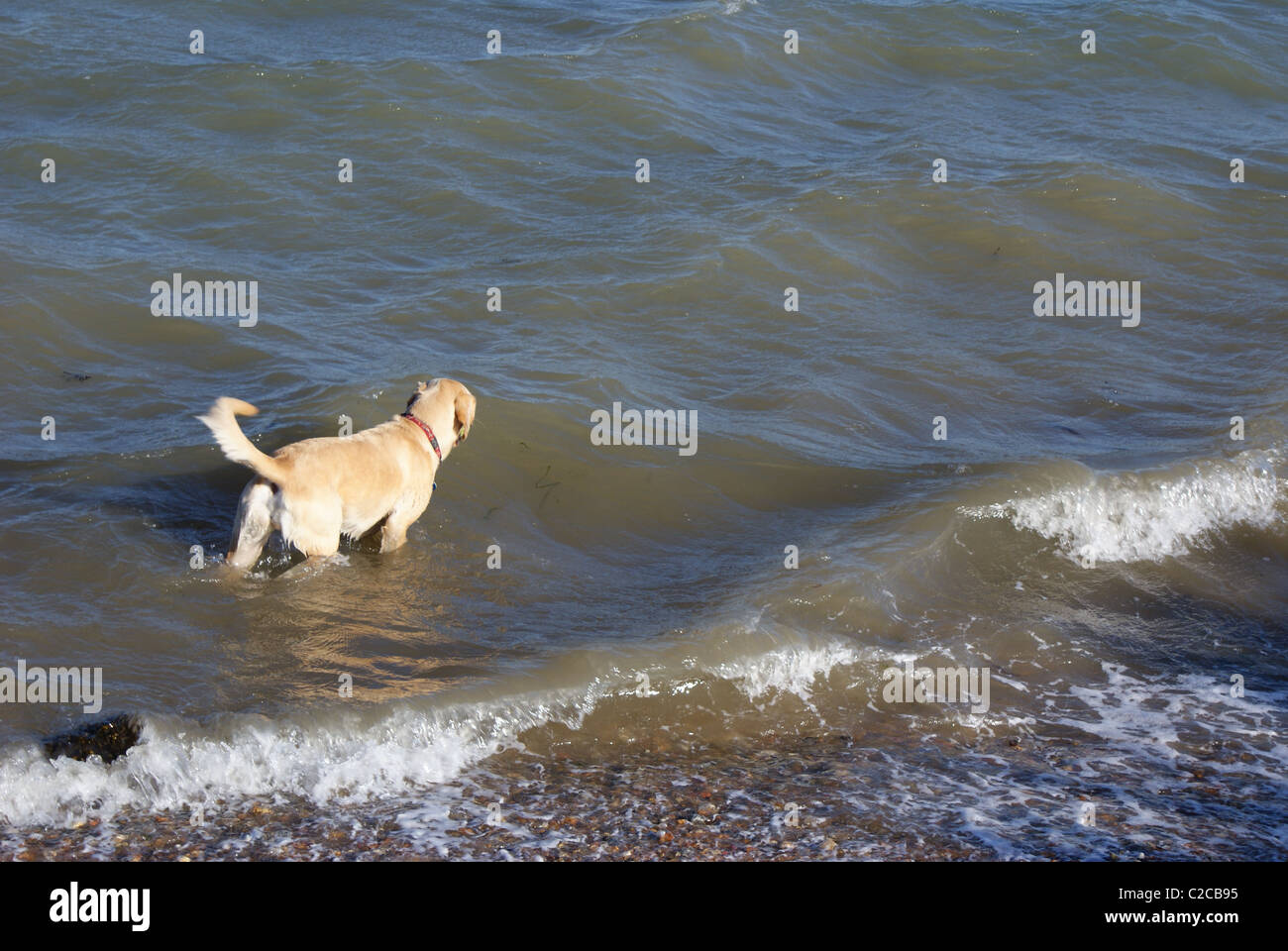 Chien dans l’eau Banque D'Images