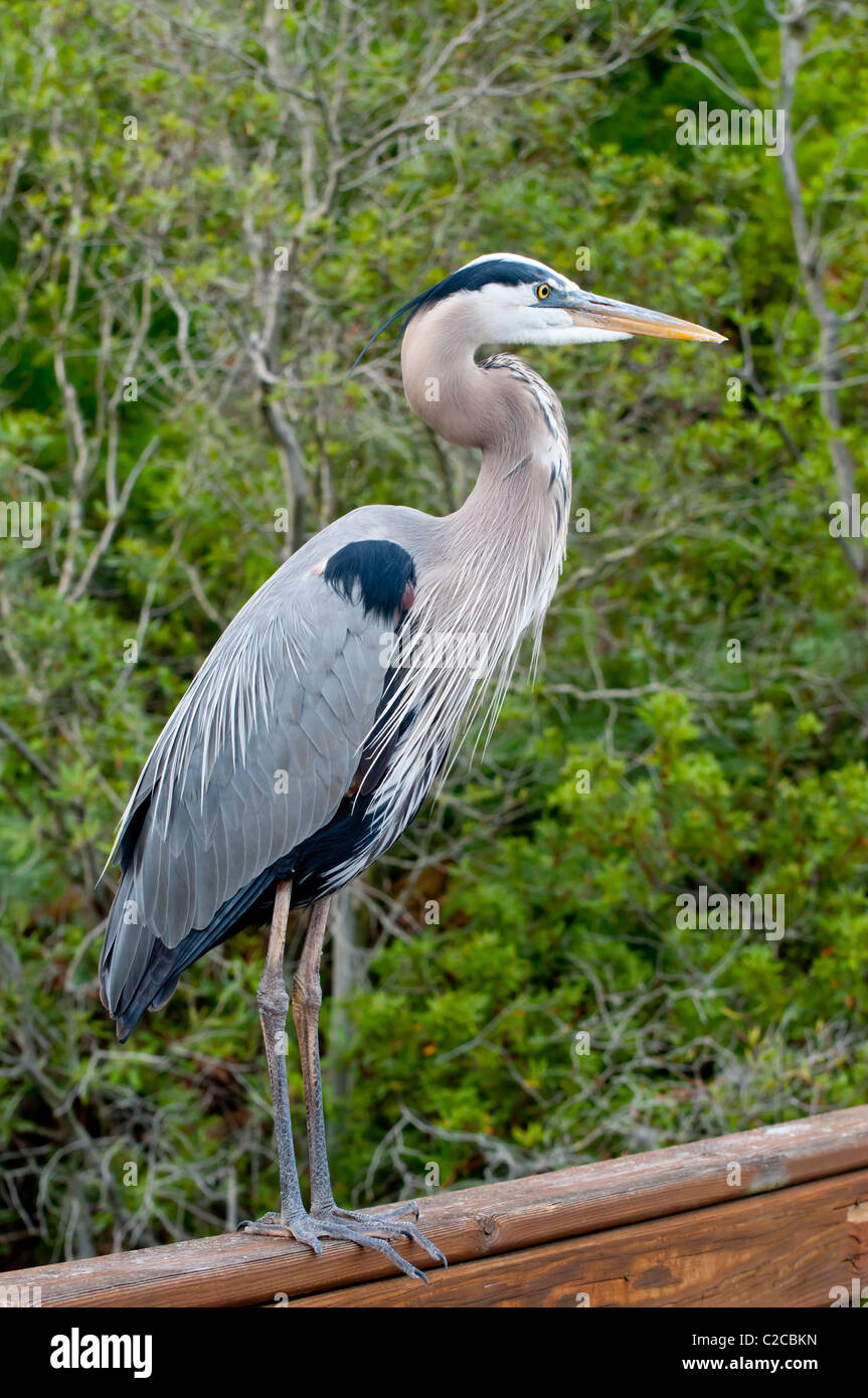 Superbe grand héron - Ardea herodias Banque D'Images