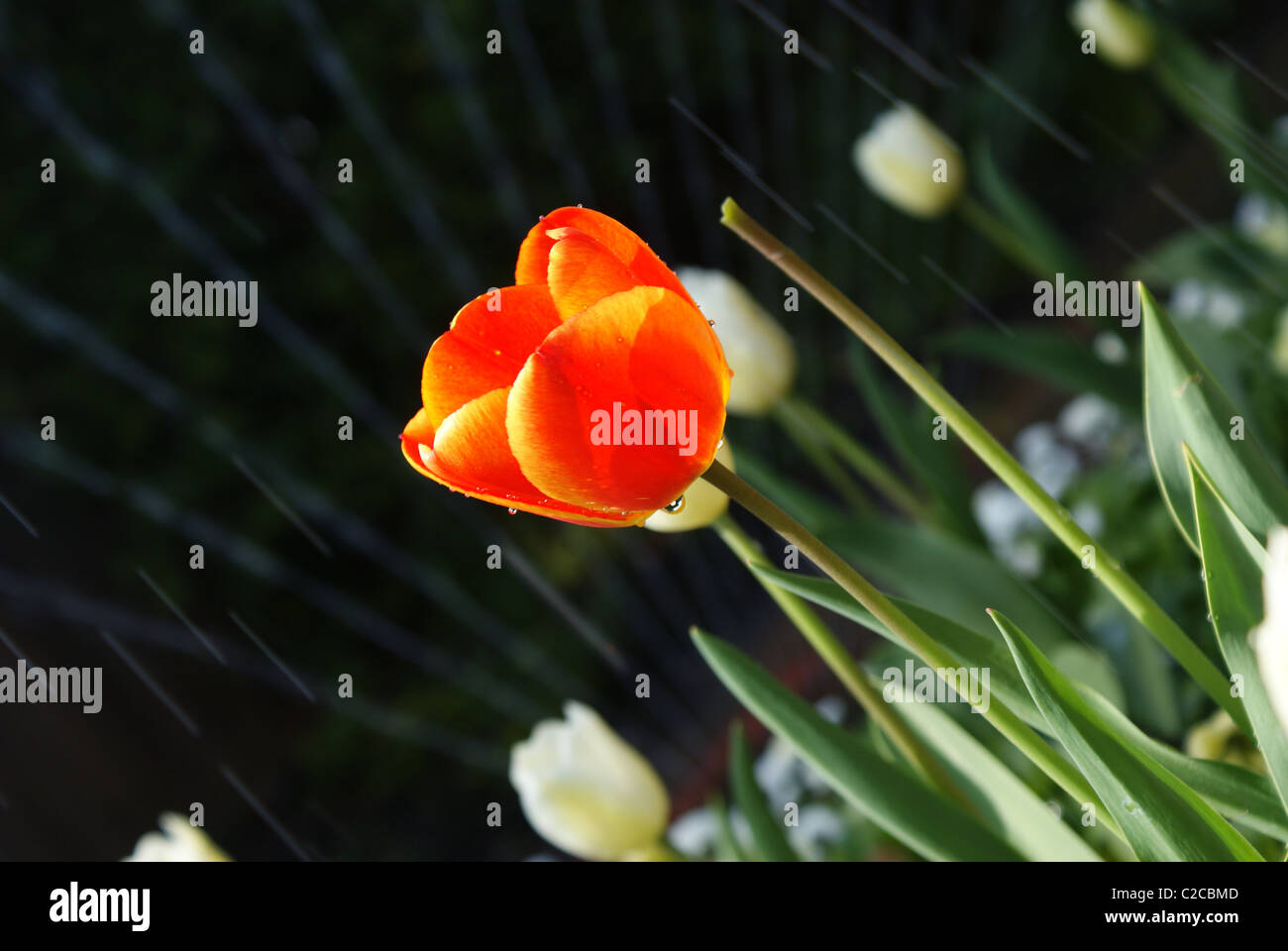 Fleurs en fleurs Banque D'Images