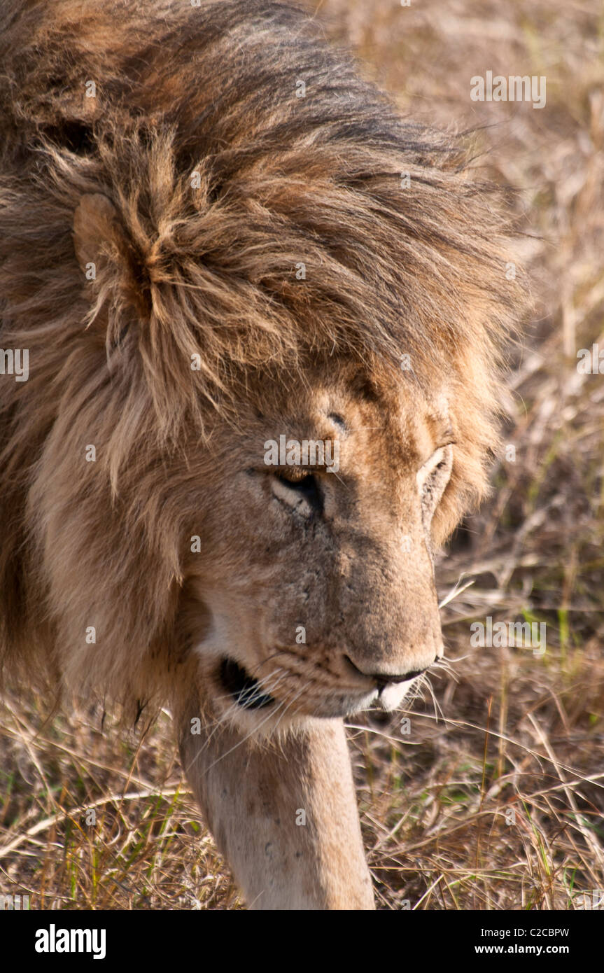 Homme Lion, Panthera leo, Masai Mara National Reserve, Kenya, Africa Banque D'Images