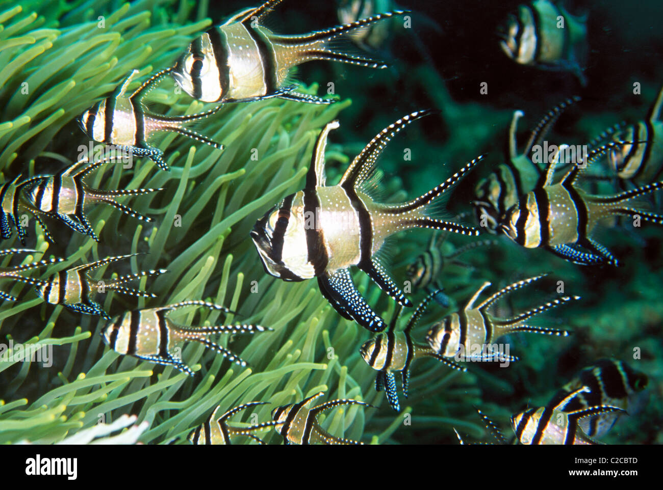 Banggai Cardinalfish, Pterapogon kauderni, avec magnifique mer Anemone, Heterotis magifica, Lembeh Straits, Sulawesi, Indonésie,Asie Banque D'Images