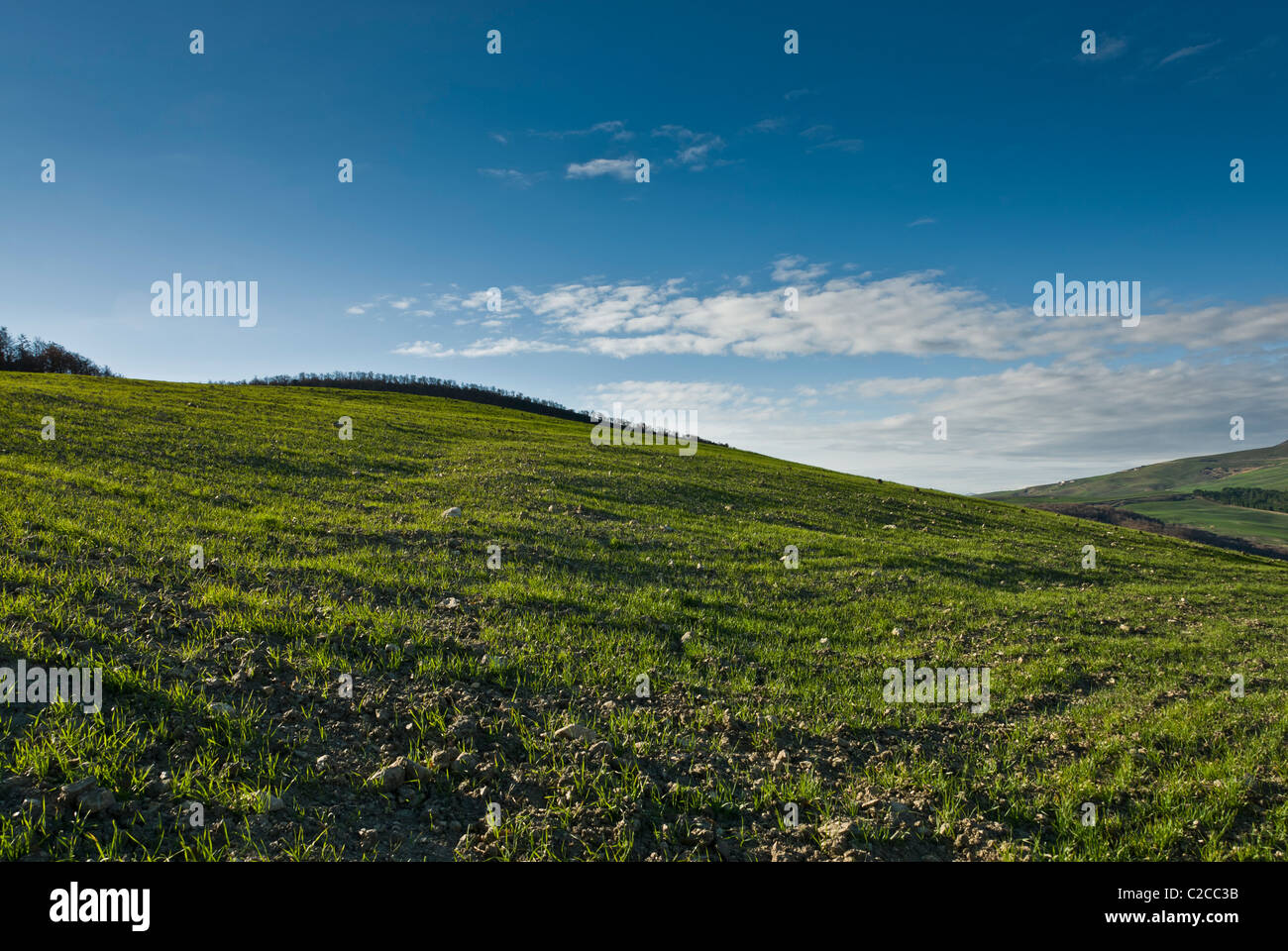 Germes de céréales dans un champ ouvert sous un ciel clair Banque D'Images