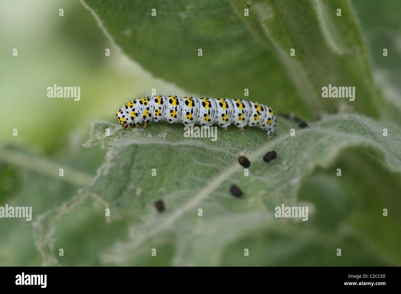 L'espèce de molène (Cucullia verbasci) sur un verbascum Banque D'Images