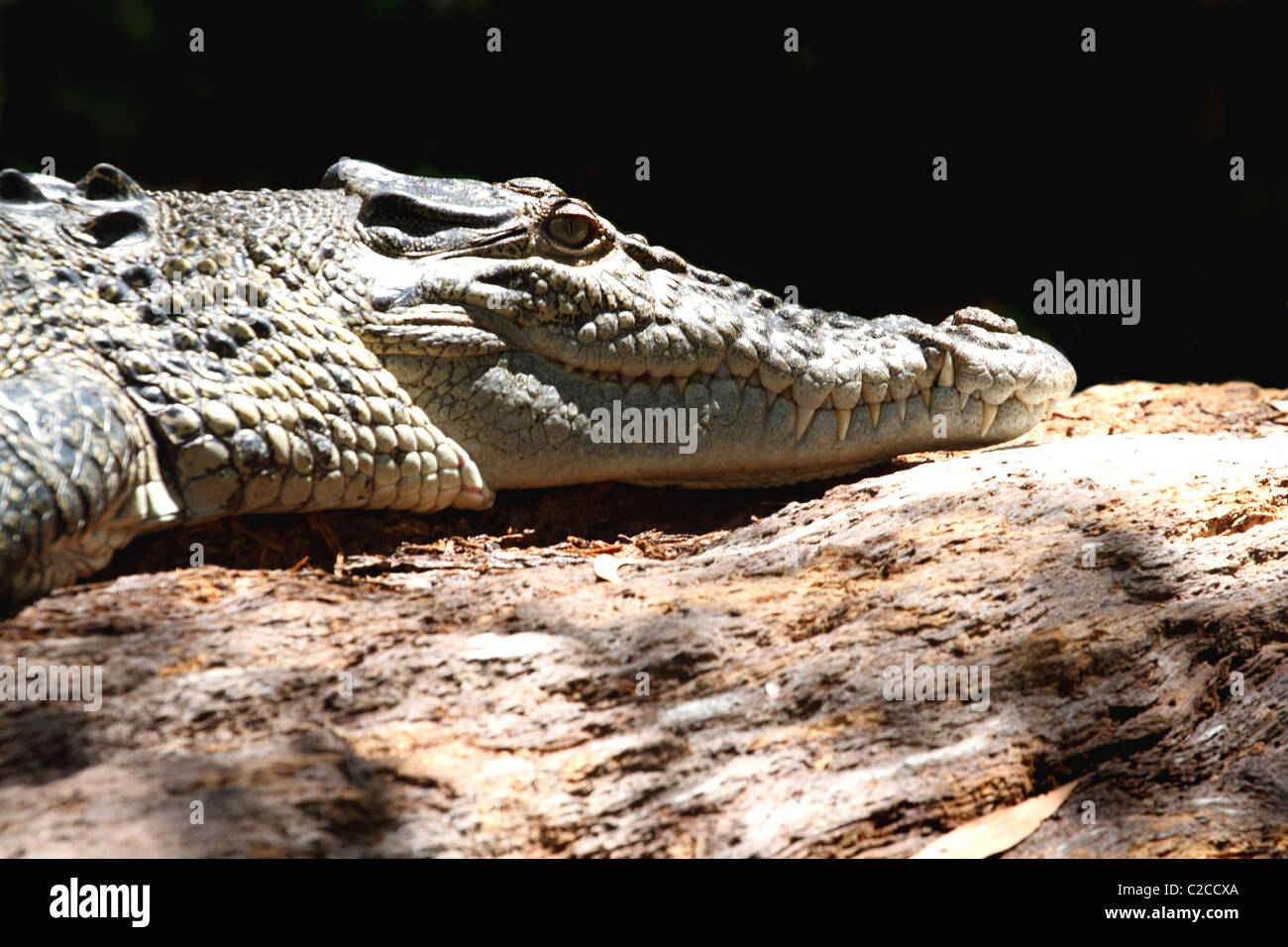 Un crocodile à bronzer sur un journal dans le Queensland en Australie Banque D'Images