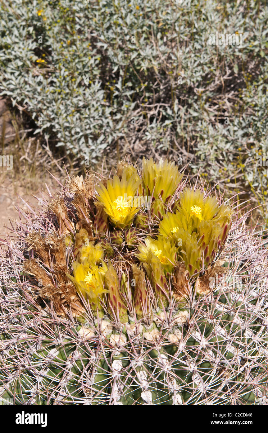 Palm Springs, Californie. Barrel cactus ferocactus acanthodes (en) Andreas Canyon, Indian Canyons. Banque D'Images