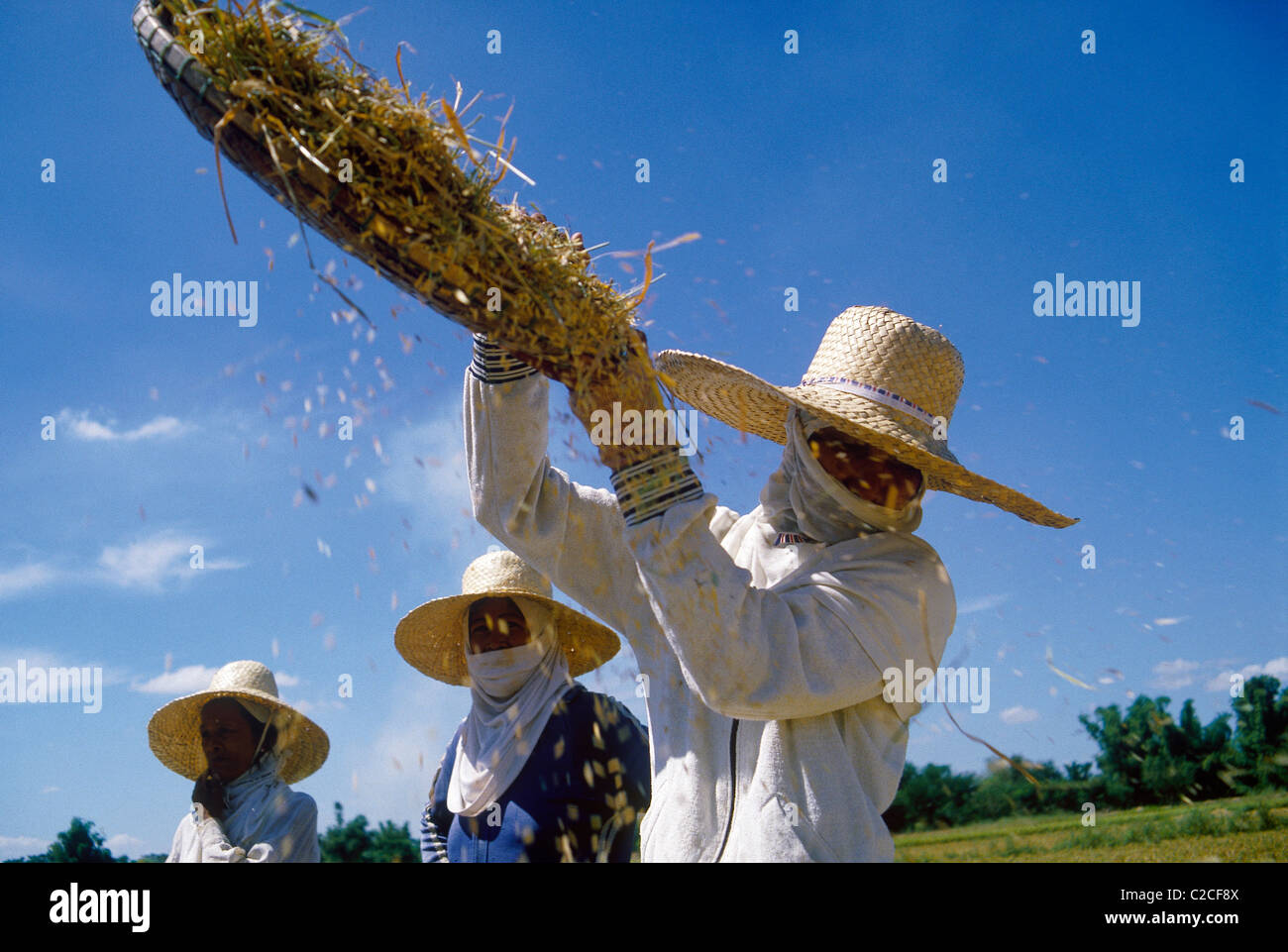 La récolte de riz aux Philippines Banque D'Images