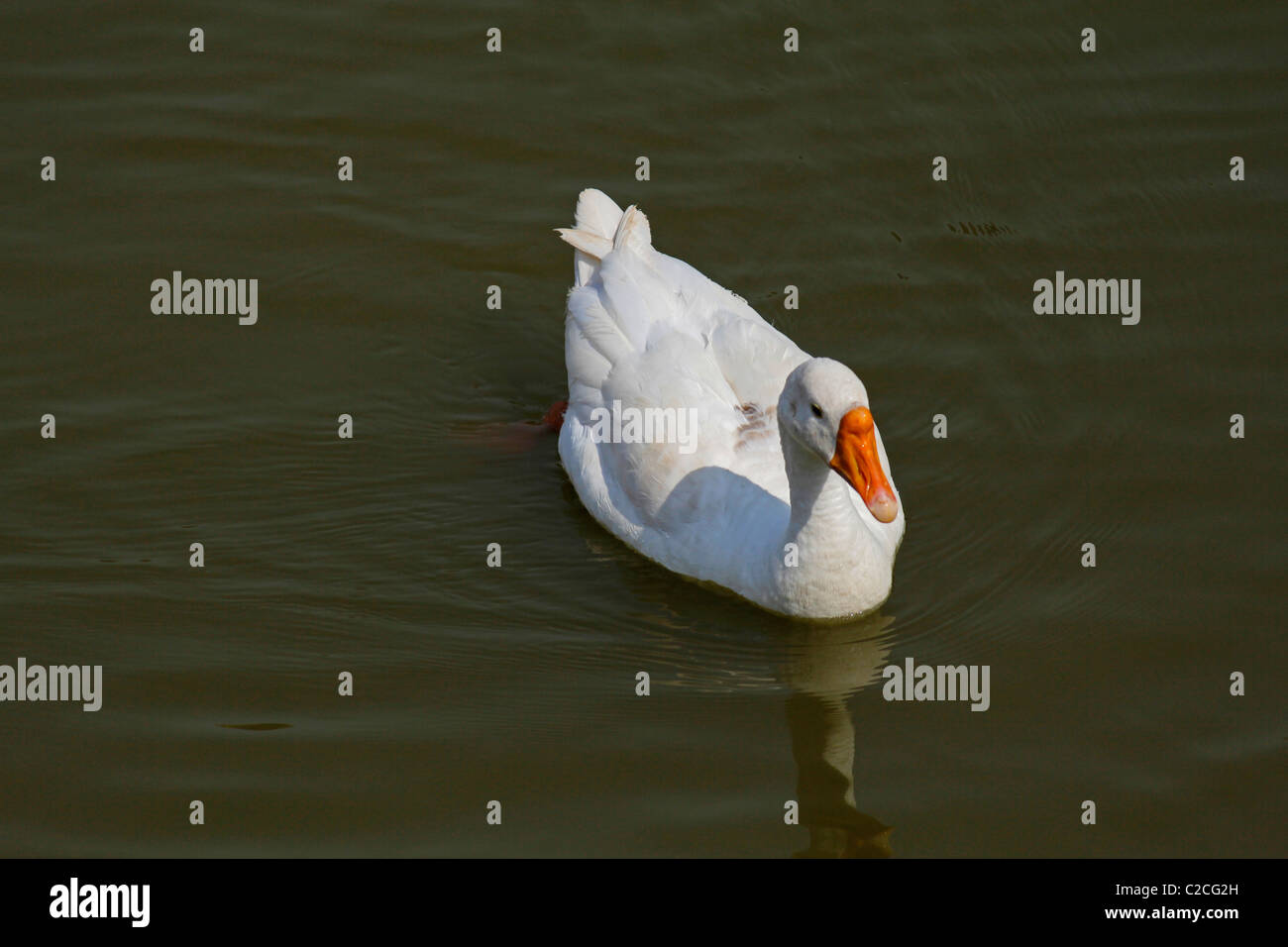 Le canard domestique, Anas platyrhynchos f domestica nageant dans un étang, Pune, Maharashtra, Inde. Banque D'Images