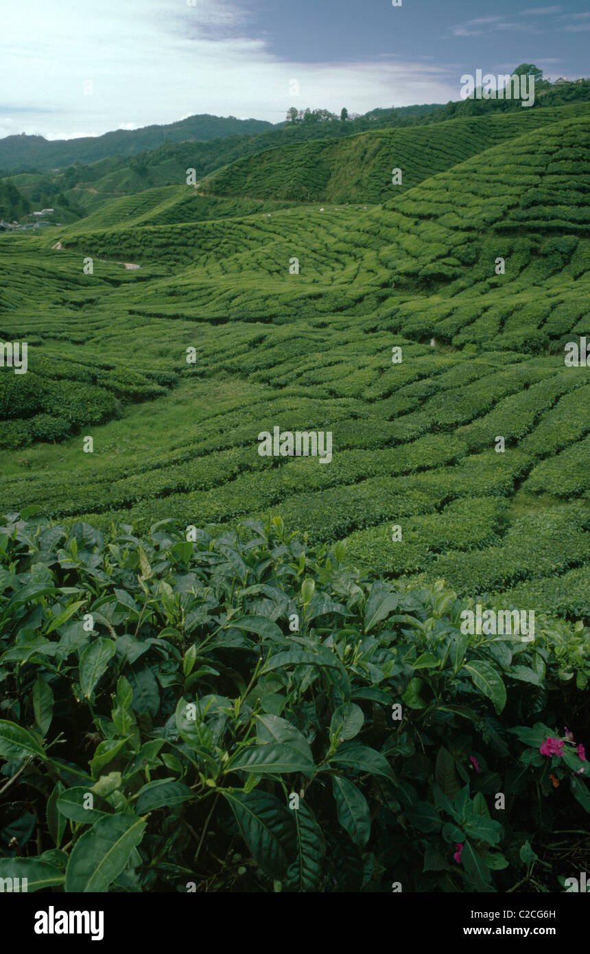 La plantation de thé Boh Côte ouest de la Malaisie Banque D'Images