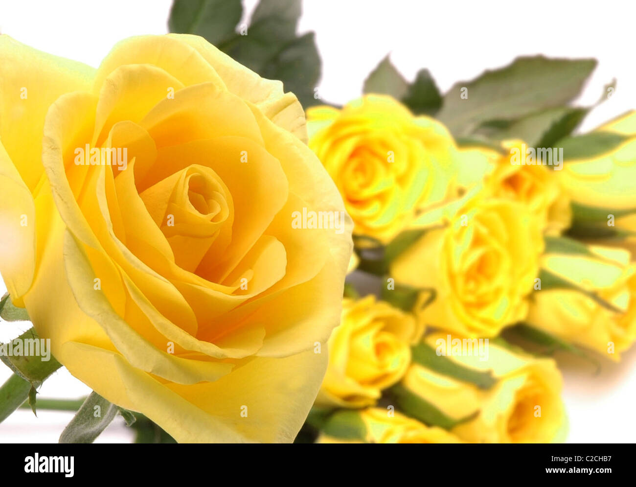 Rose jaune. Banque D'Images