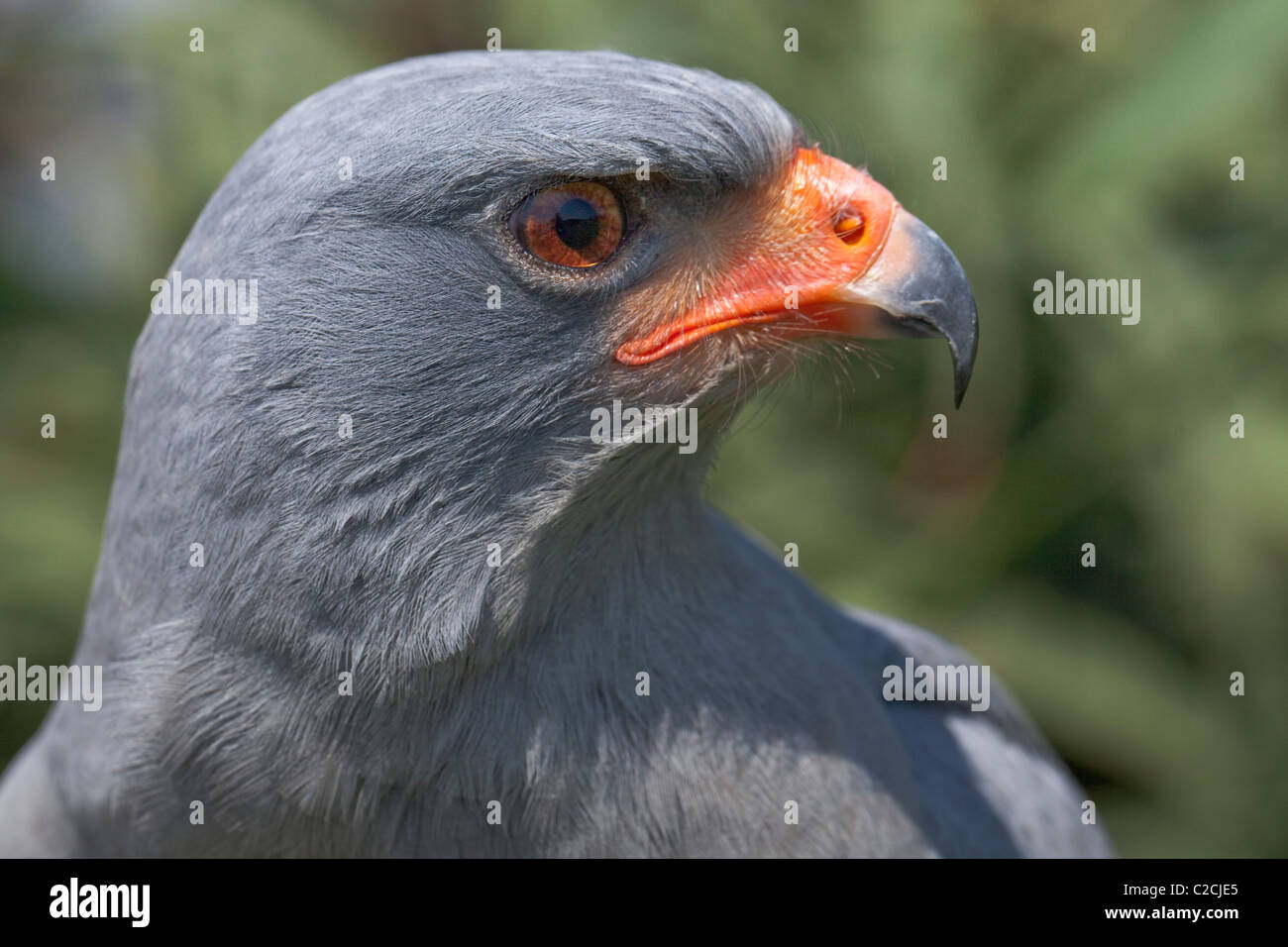 (Accipiter tachiro Goshhawk africaine). Banque D'Images