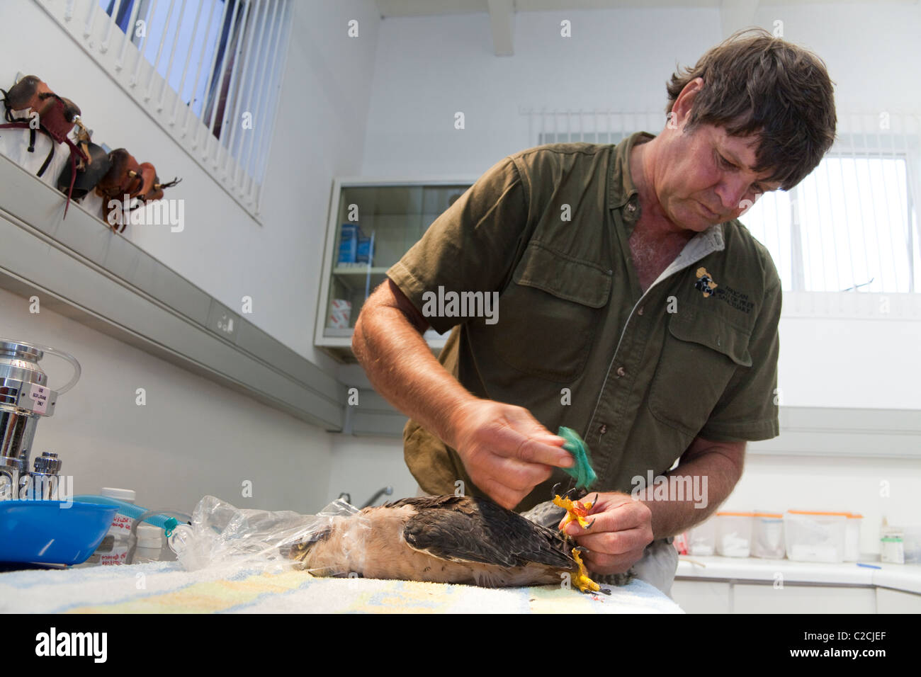 Zooligist Ben Hoffman le nettoyage d'un Faucon Lanier's claw avec désinfectant. Banque D'Images
