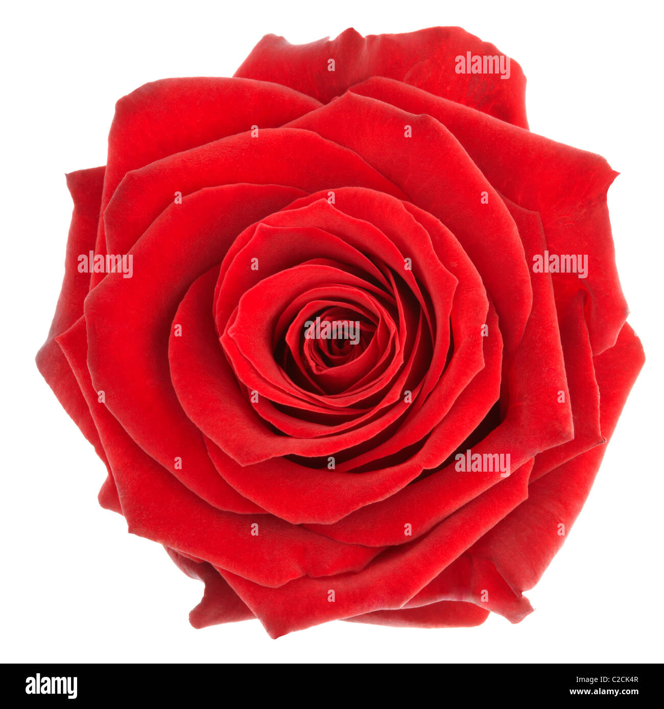 Rose rouge Banque D'Images
