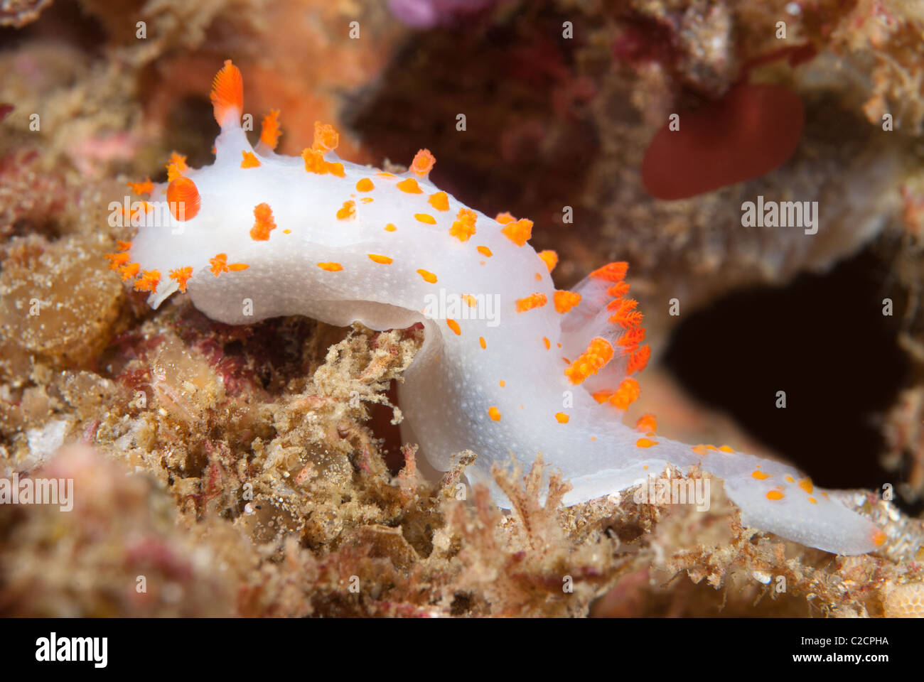 Une orange et blanc le long crawld nudibranche clown un récif au large de la Californie. Banque D'Images