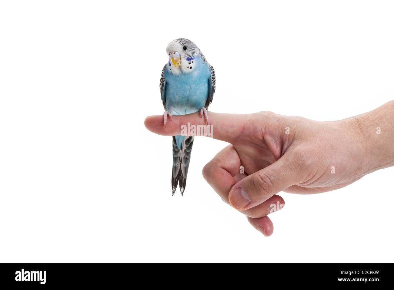 Perruche Bleue Banque D Image Et Photos Alamy