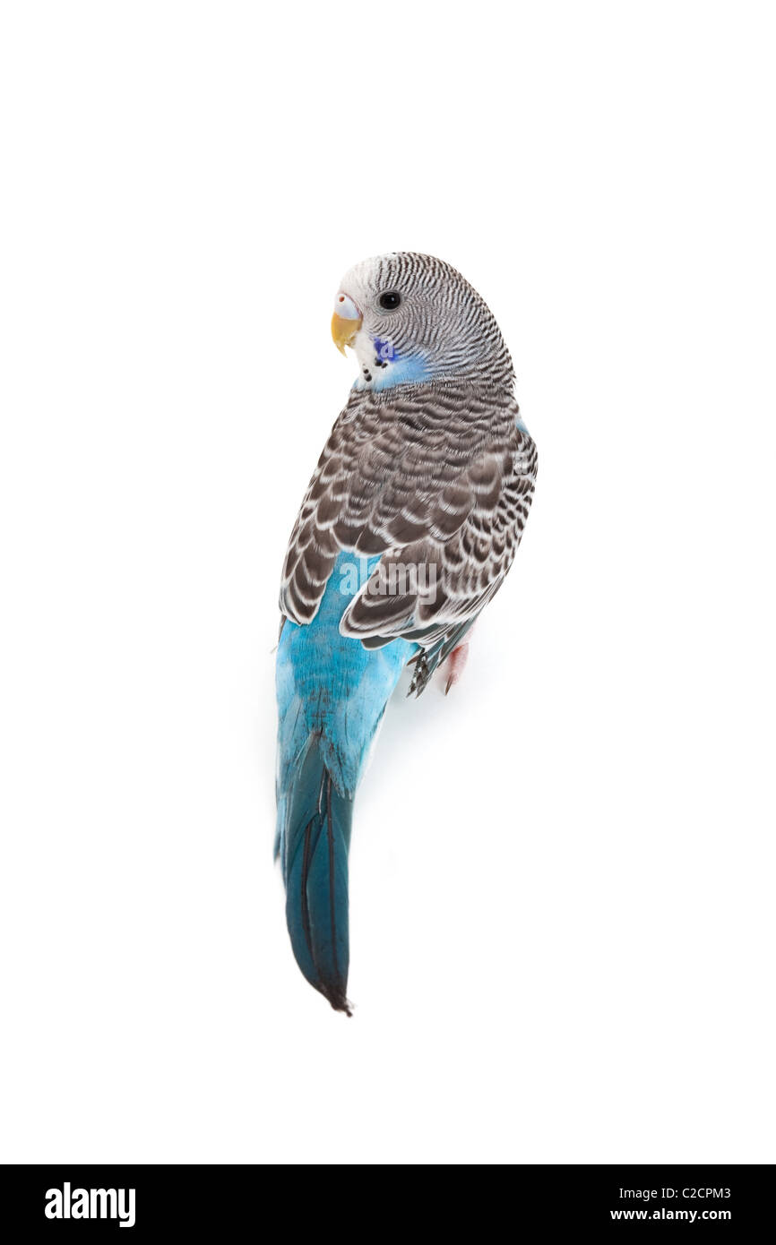 Perruche Bleue Banque D Image Et Photos Alamy