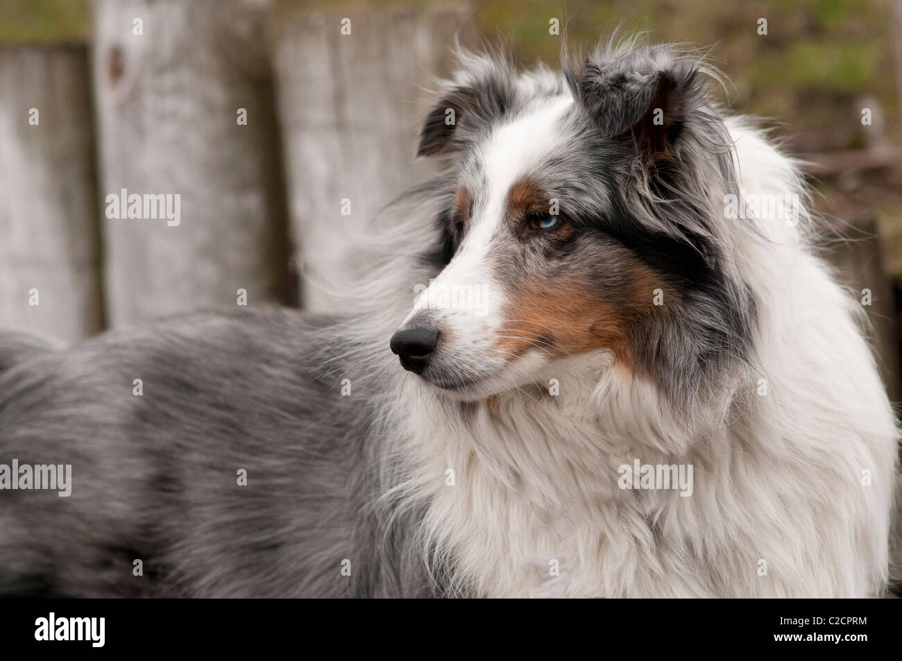 Portrait de chien Sheltie. Banque D'Images