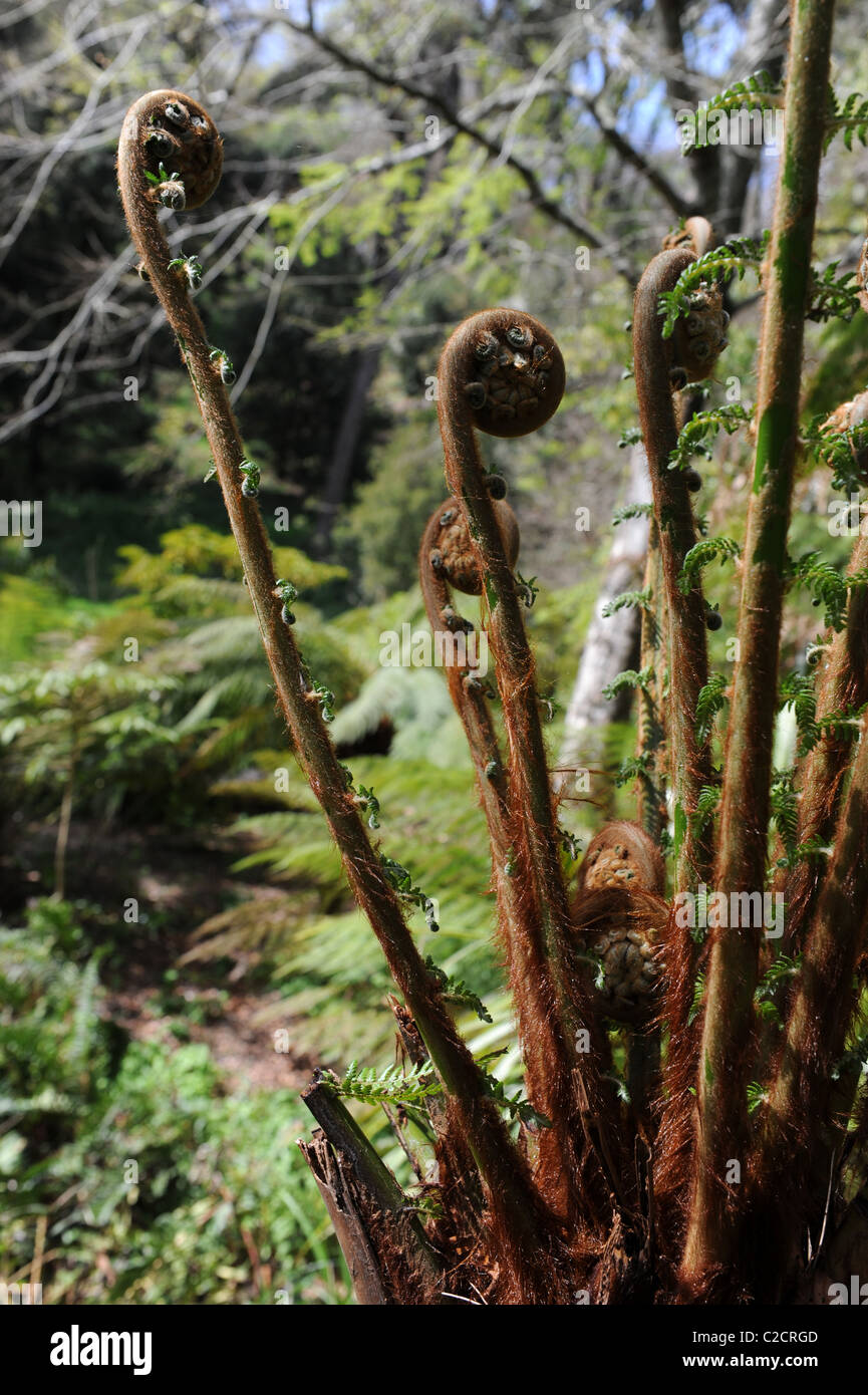 Fougère arborescente (Cyatheales) déploiement de nouvelles pousses Banque D'Images