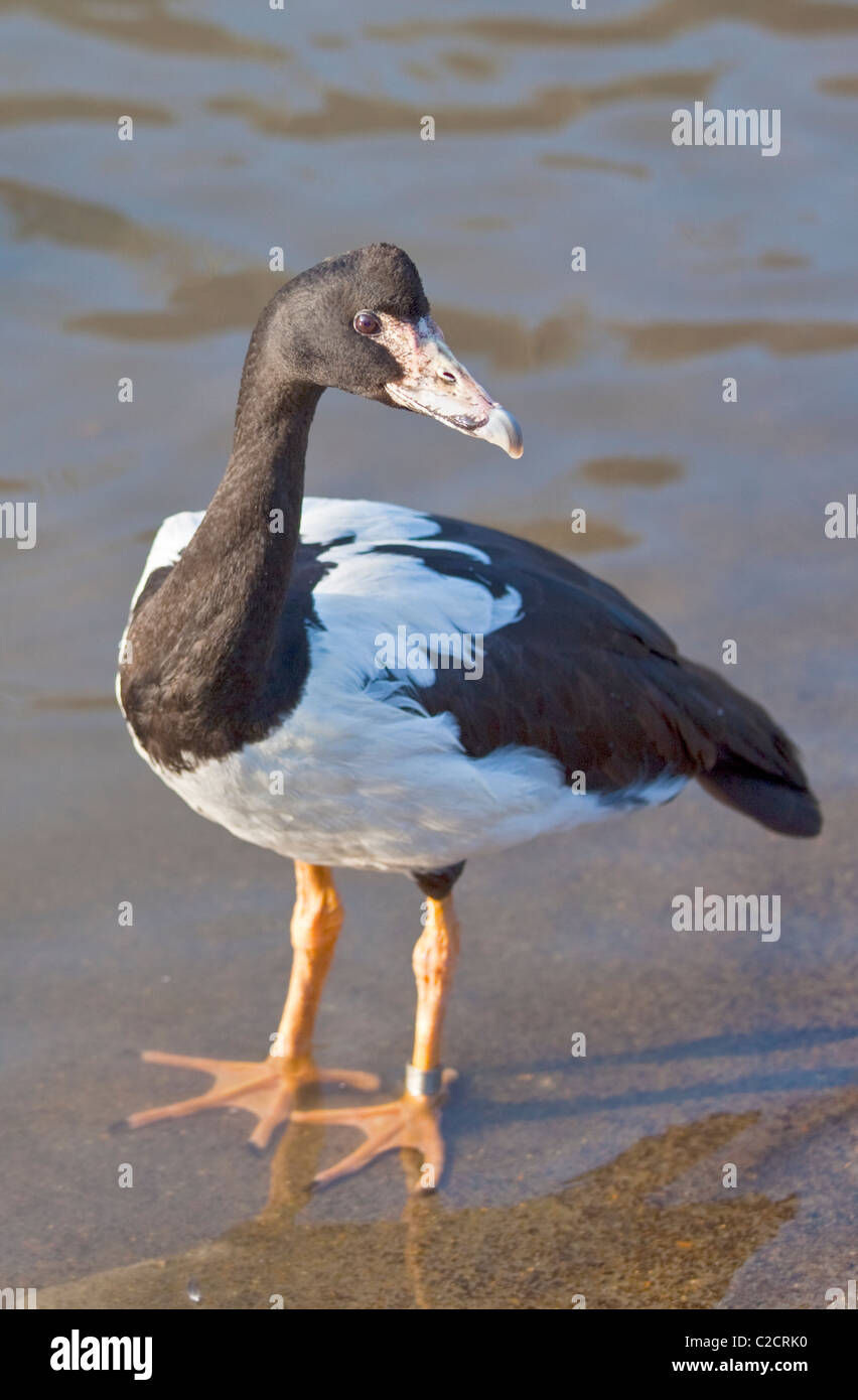 (Anseranas semipalmata Goose Magpie) Banque D'Images