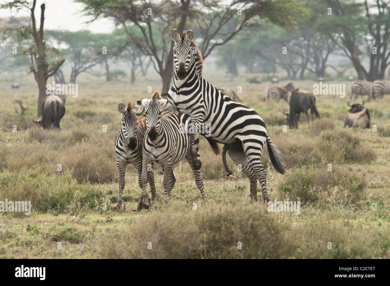 Stock photo d'un étalon zebra la reproduction. Banque D'Images