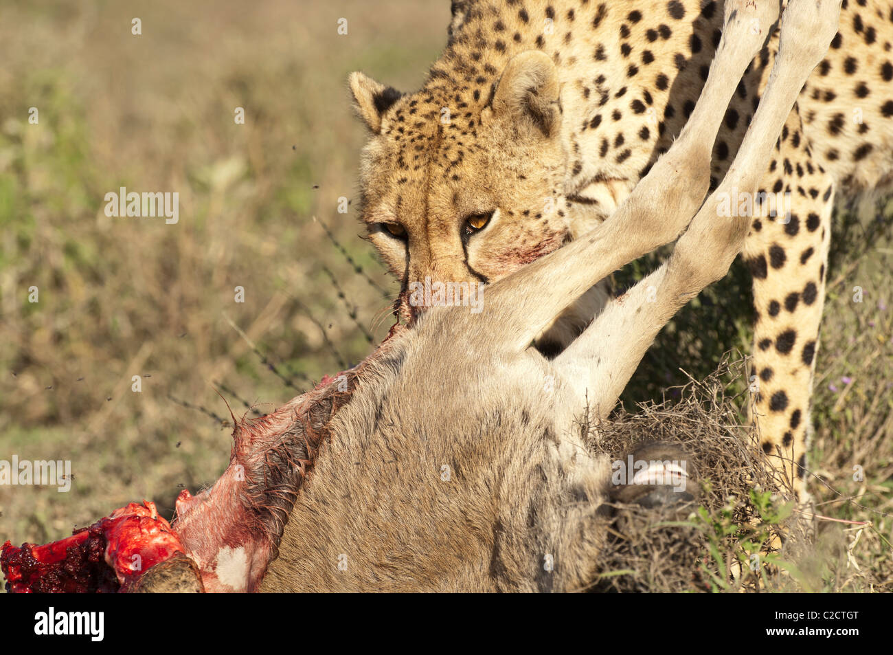 Stock photo d'un guépard de manger un veau de gnous lors de la migration annuelle vers le sud de l'écosystème du Serengeti. Banque D'Images