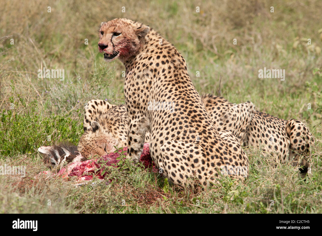 Stock photo d'un guépard manger une carcasse de zèbre. Banque D'Images