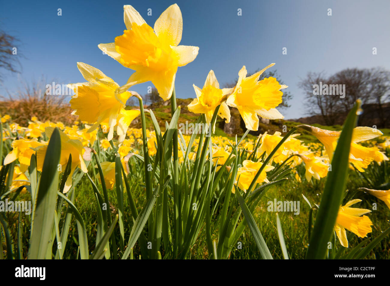 La jonquille sauvage (Narcissus pseudonarcissus) pousse à proximité de Loughrigg Ambleside, Tarn, Lake District, UK. Banque D'Images