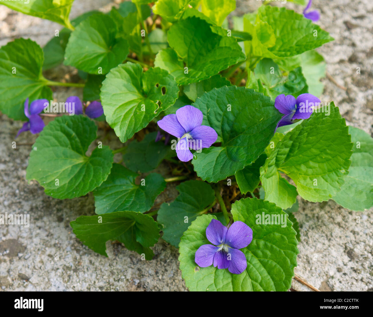 Violet-bleu commun (Viola sororia) Banque D'Images