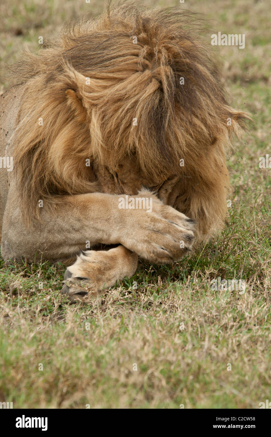 Stock photo d'un lion mâle en frottant son visage avec sa patte. Banque D'Images