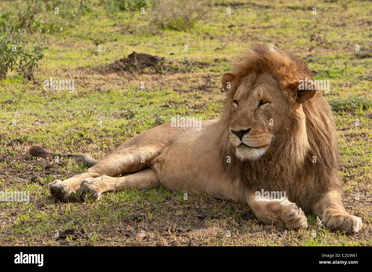 Stock photo d'un homme lion reposant sur la savane. Banque D'Images