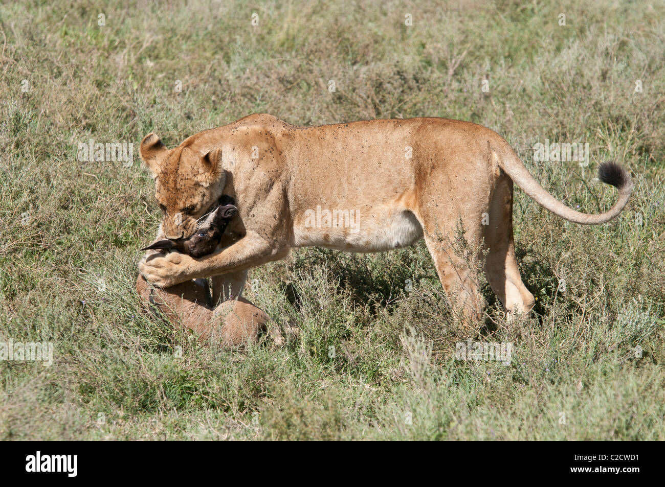 Stock photo d'une lionne tuer un veau gnou. Banque D'Images