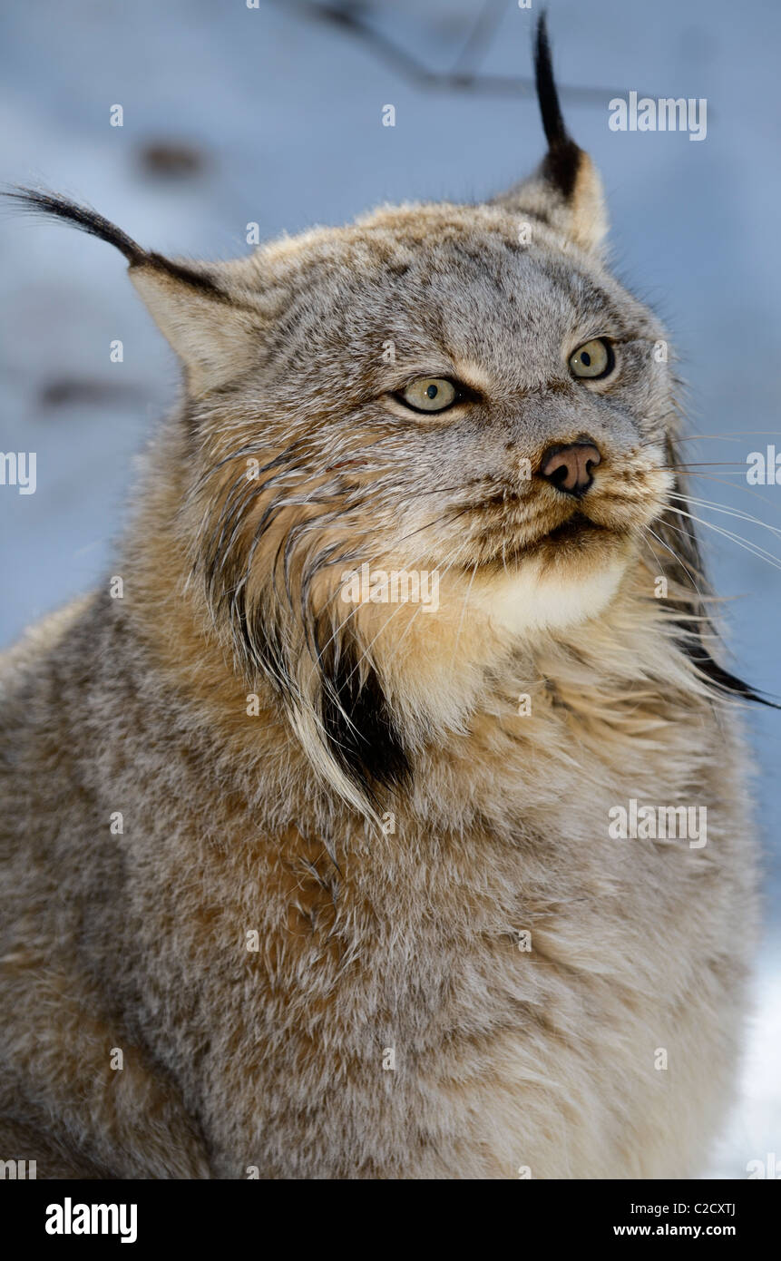 Visage d'un lynx du Canada humide dans une forêt couverte de neige Muskoka (Ontario) Banque D'Images