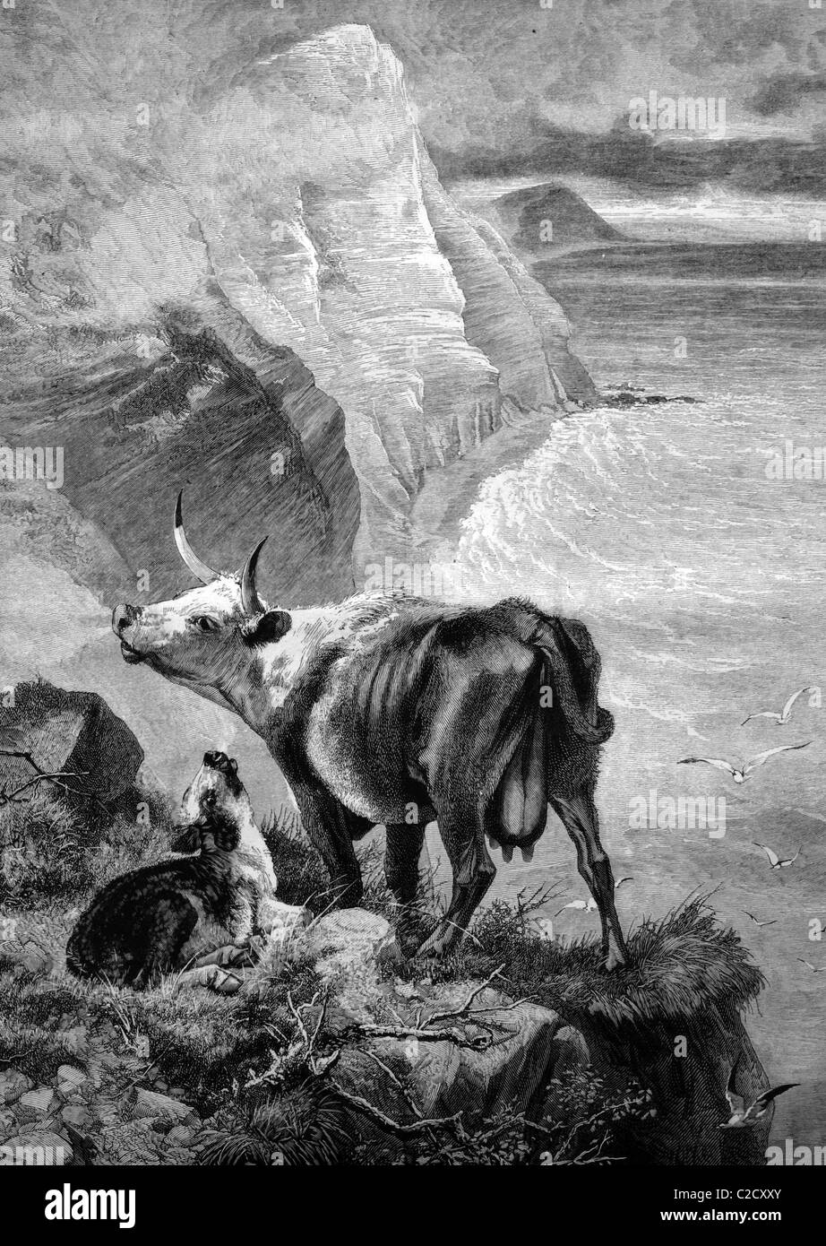 Vache et veau dans les montagnes, illustration historique, 1884 Banque D'Images