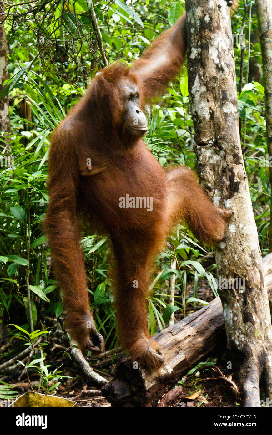 Les jeunes orang-outan mâle en arbre, Bornéo, Indonésie Banque D'Images