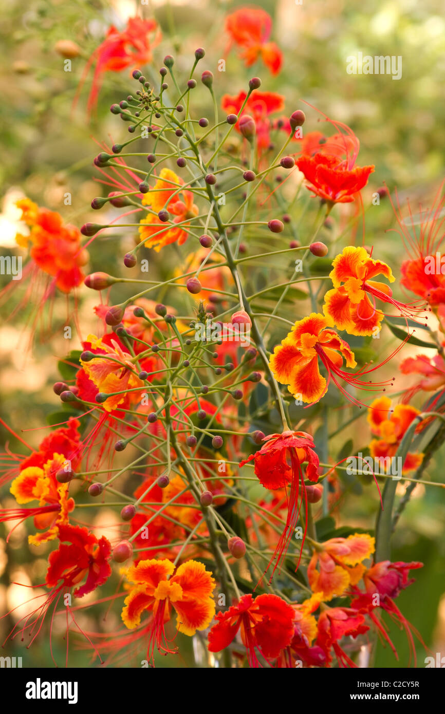 Close-up de Poinciana planter des fleurs (Caesalpinia pulcherrima) Banque D'Images